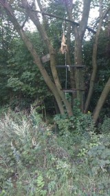 W lesie w Brzezinach na drzewie był powieszony lis. Sprawa mordu na „psie" została umorzona