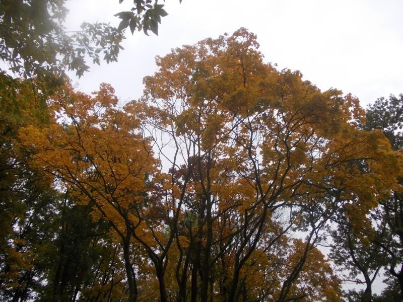 Jesień w Płocku jest coraz bardziej...jesienna...