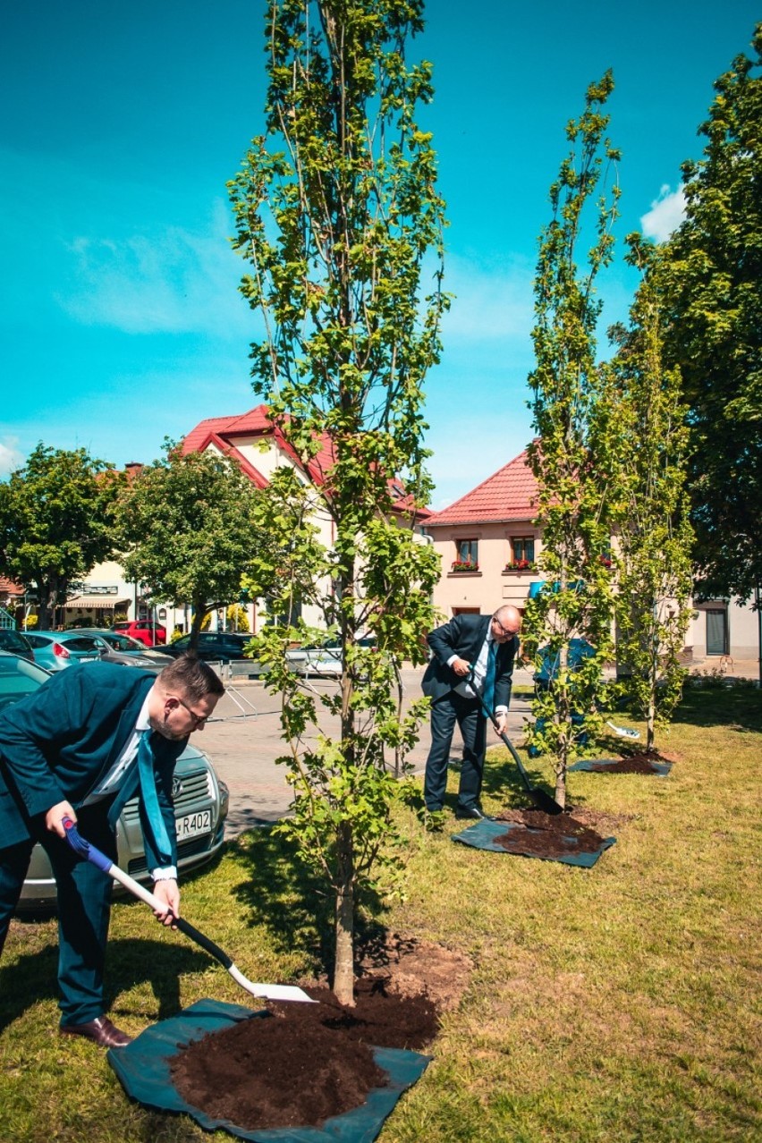 Polkowice: Na placu Wolności posadzono cztery jubileuszowe dęby na 30-lecie odrodzenia samorządu