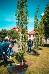 Polkowice: Na placu Wolności posadzono cztery jubileuszowe dęby na 30-lecie odrodzenia samorządu