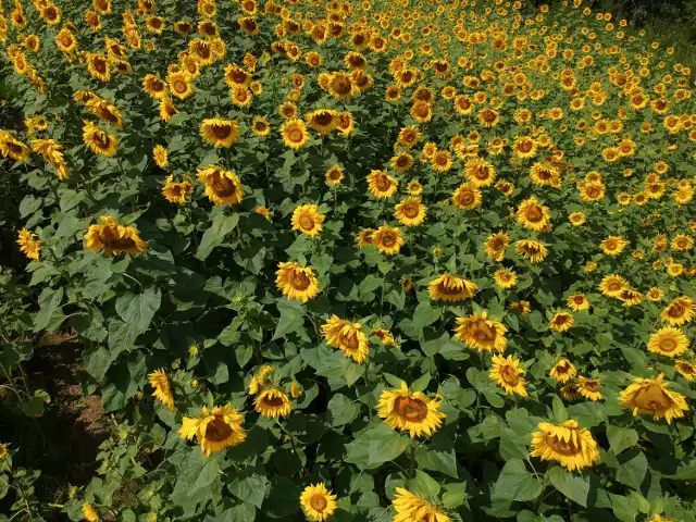 Jest koło Przemyśla takie miejsce, gdzie rośnie tysiące słoneczników. Ta ogromna plantacja znajduje się w Wapowcach. Zobaczcie zdjęcia!

