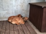 Gmina Wielichowo: Znalezione psy czekają na właścicieli. Rozpoznajesz je? 
