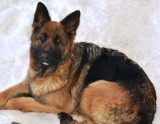 Kolejne zgłoszenie o zaginięciu psów w okolicy Zagnańska. Nagroda dla znalazcy