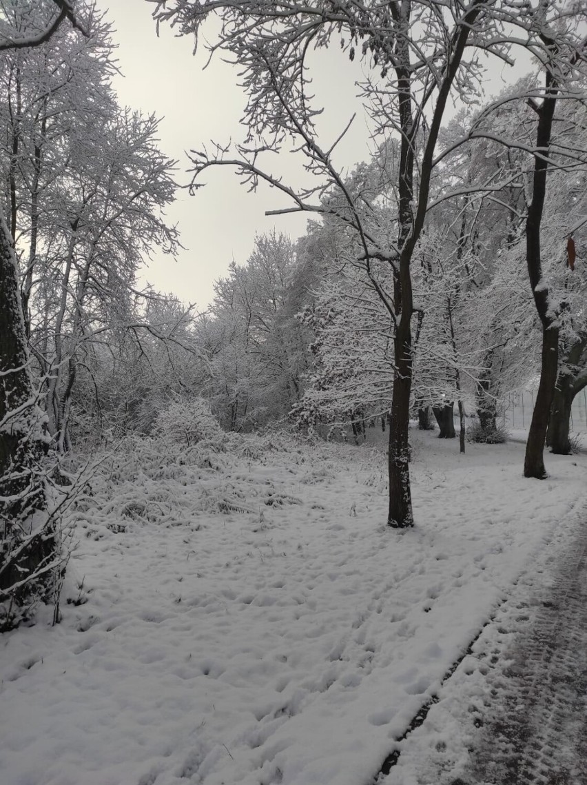 Bajkowe krajobrazy w powiecie sławieńskim. Wróciła śnieżna zima [zdjęcia]