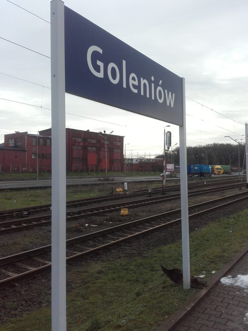 Martwy myszołów na peronie w Goleniowie. Potrącił go pociąg?