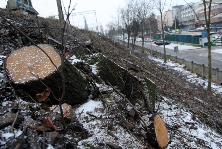 Drzewa wycięte przy torach wzdłuż ulicy Białej we Wrzeszczu