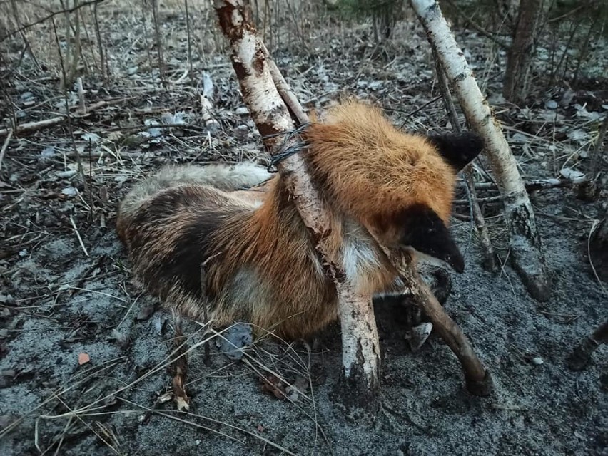 Zwłoki lisa przywiązane stalową linką do drzewa na Ludwikowie w Tomaszowie Maz.[UWAGA, DRASTYCZNE ZDJĘCIA]