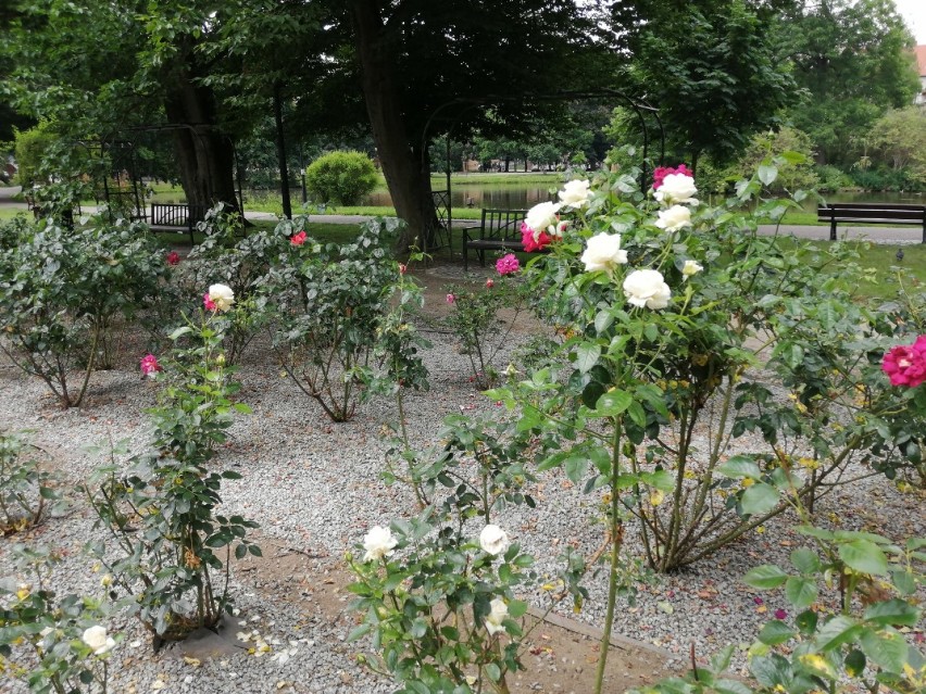 Park Róż w Gorzowie: róże kwitną, ale rewitalizacji na razie nie będzie...
