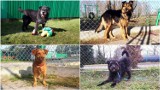 Tarnów. Psiaki z Tarnowskiego Azylu czekają na nowy dom. Te zwierzęta są do adopcji w schronisku w Tarnowie [ZDJĘCIA]