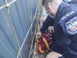 Policjanci z Kamieńska pomogli sarnie. Została przewieziona do Ośrodka Rehabilitacji Dzikich Zwierząt [ZDJĘCIA]