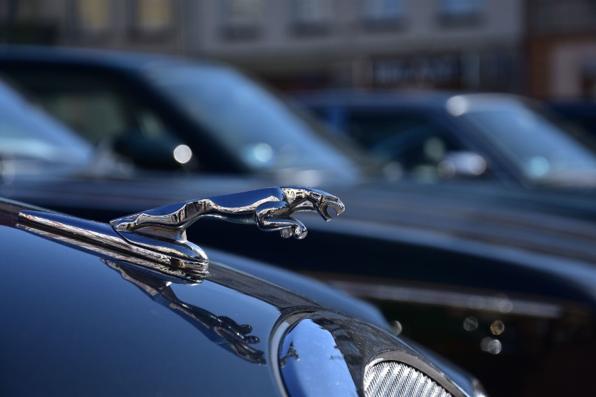 Rajd Ziemi Kujawskiej. Wystawa samochodów marki Jaguar w Żninie [zdjęcia]