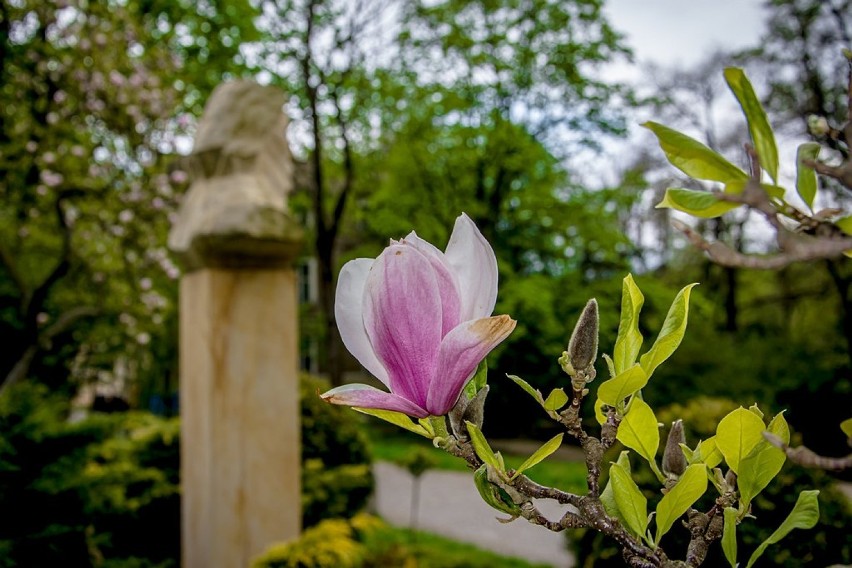 Szczawno-Zdrój: Kwitną magnolie i rododendrony