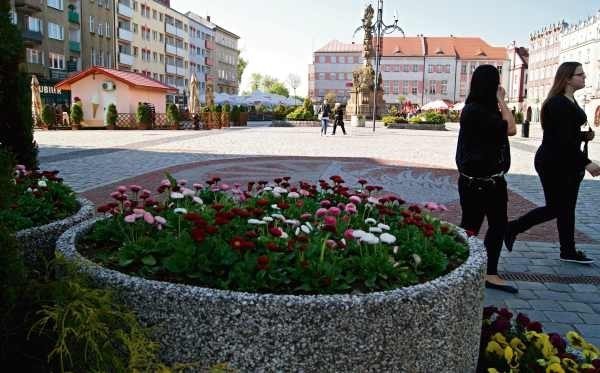 Raciborski rynek ozdabiają między innymi kolorowe stokrotki....