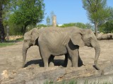 Miłość na wiosnę w warszawskim zoo [Zdjęcia]