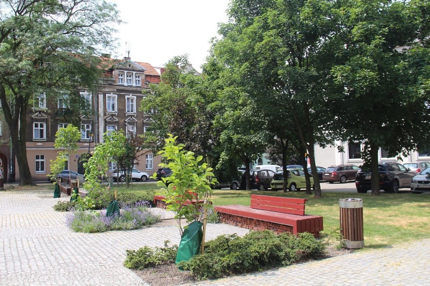 Przybędzie drzew na placu Rozmarek w Kaliszu