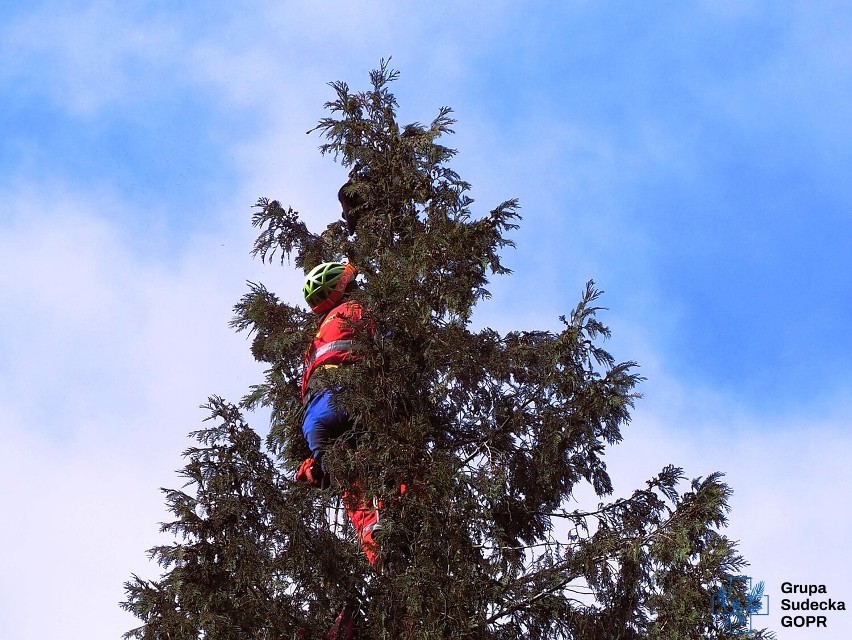 Przez cztery dni siedziała na szczycie drzewa, aż przyjechali ratownicy z GOPR - zdjęcia
