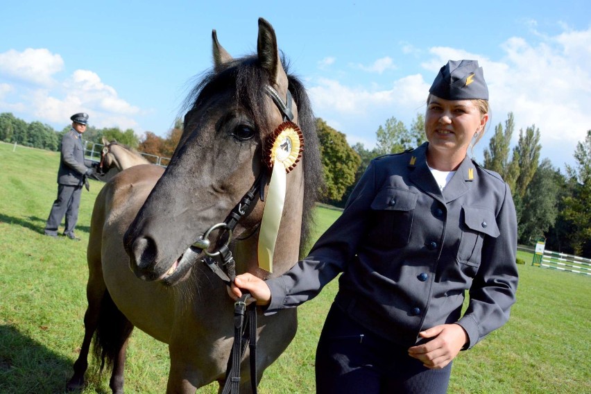 Koniki polskie w Sierakowie- Tarpaniada 2017