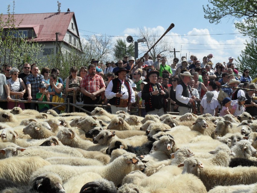 Górale w Koniakowie wyprowadzili owce na beskidzkie hale