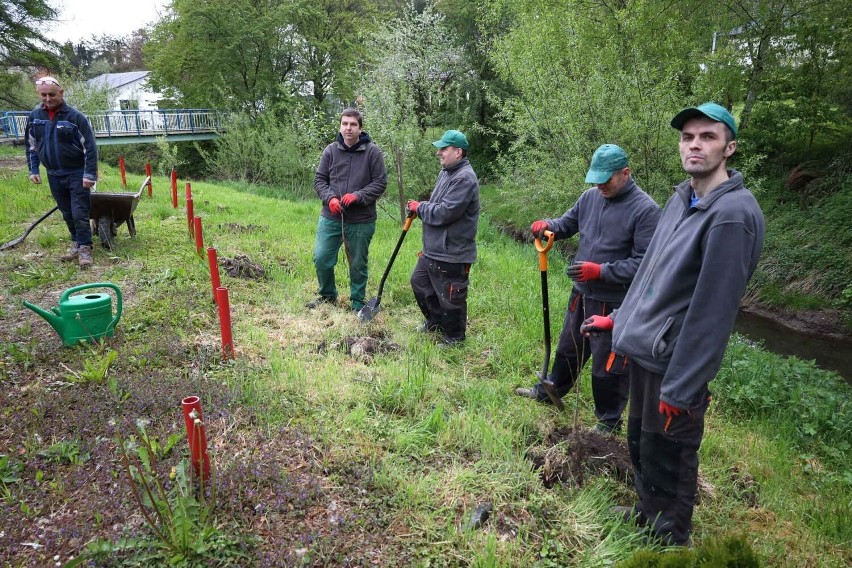 W Przemyślu zasadzono "elektryczny las". To finał programu Polska Stolica Recyklingu [ZDJĘCIA, WIDEO]