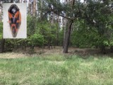W lasach pojawił się nowy szkodnik. Przekraska sosnówka po raz pierwszy została wykryta na terenie Nadleśnictwa Międzychód