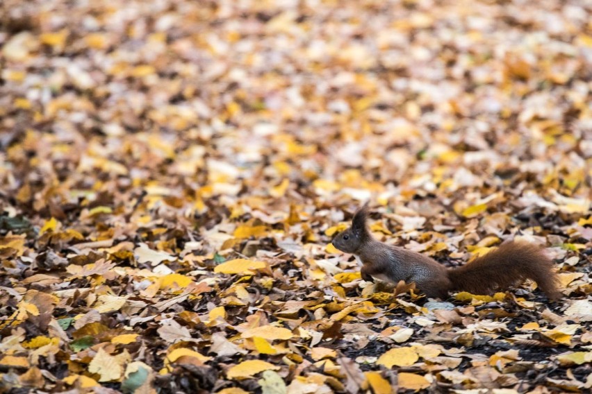 Naukowcy zbadają naturę i zwyczaje warszawskich wiewiórek. Gryzoniom założono obroże z nadajnikami