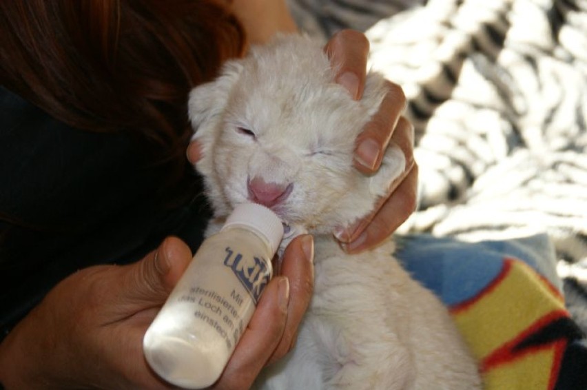 W Borysewie urodzily się białe lwy