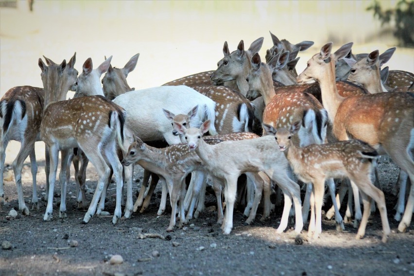 12 danieli urodziło się w mini zoo w Koninie