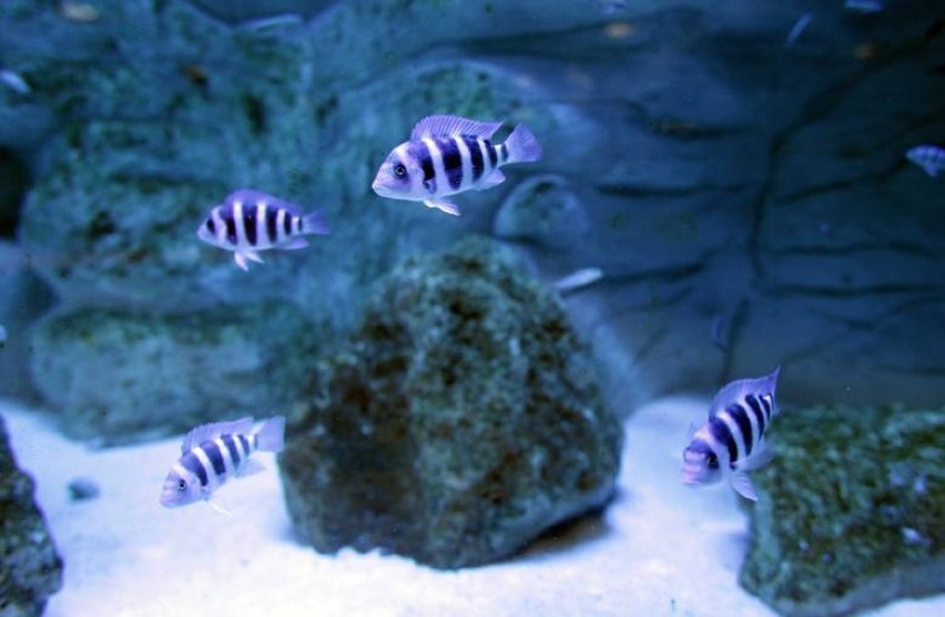 Palmiarnia Gliwice ryby