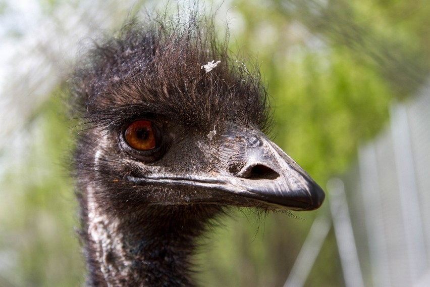 Śrem: emu zamieszkały w parkowym ZOO [ZDJĘCIA]