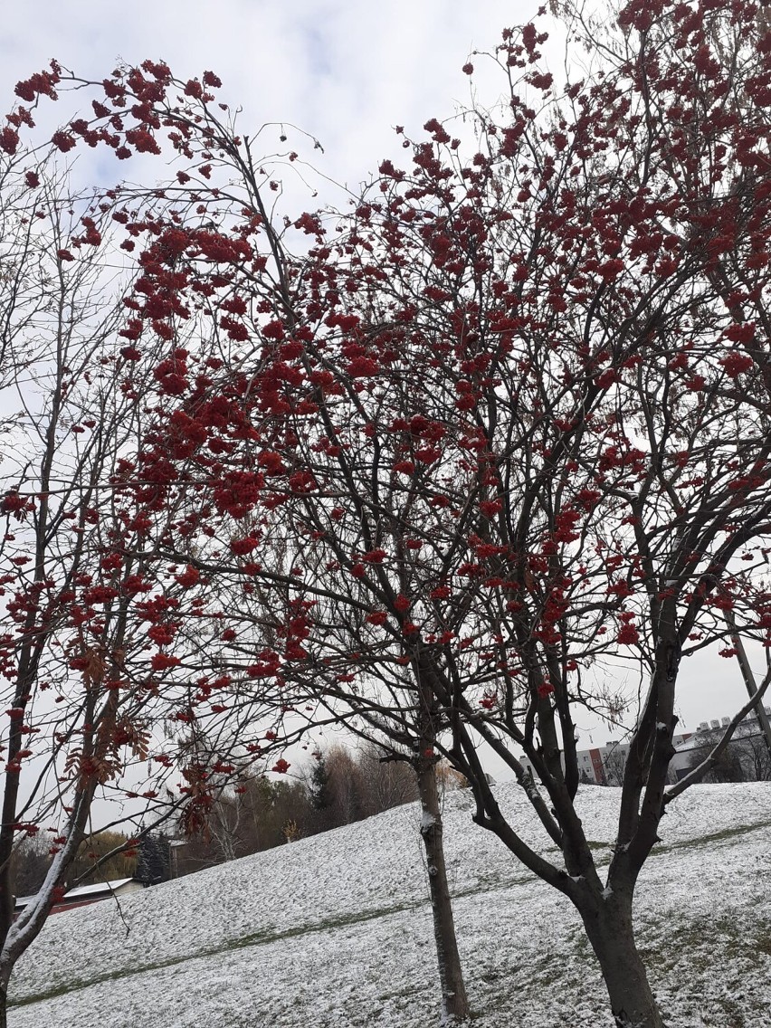 Park na osiedlu Kmity przy ul. Wyspiańskiego w Rzeszowie oprószony śniegiem. Zobacz zdjęcia