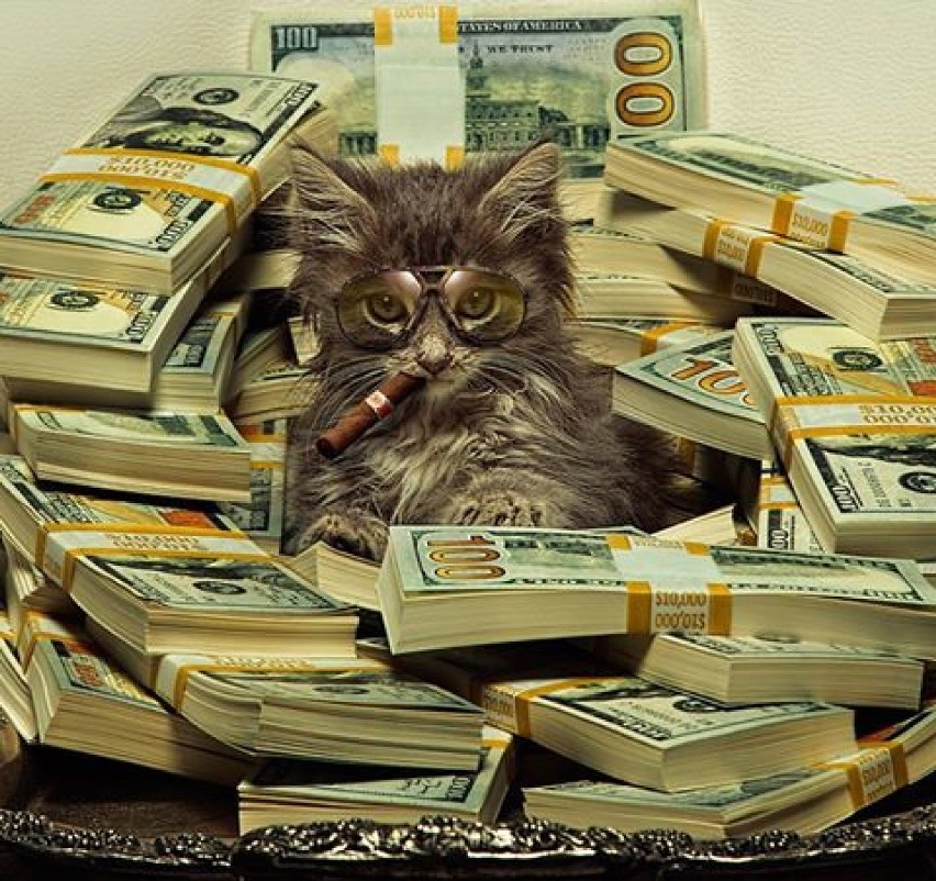 Cashcats: te koty to prawdziwe grube ryby! [GALERIA]