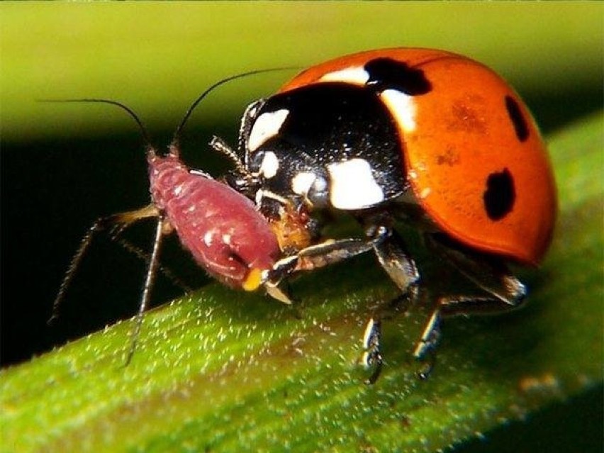 Biedronki azjatyckie, lub też arlekiny (Harmonia axyridis) w...