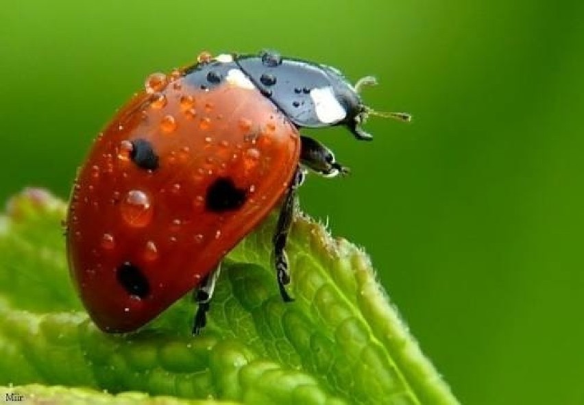 BIEDRONKI SĄ NIEBEZPIECZNE DLA ALERGIKÓW

Warto zaznaczyć,...