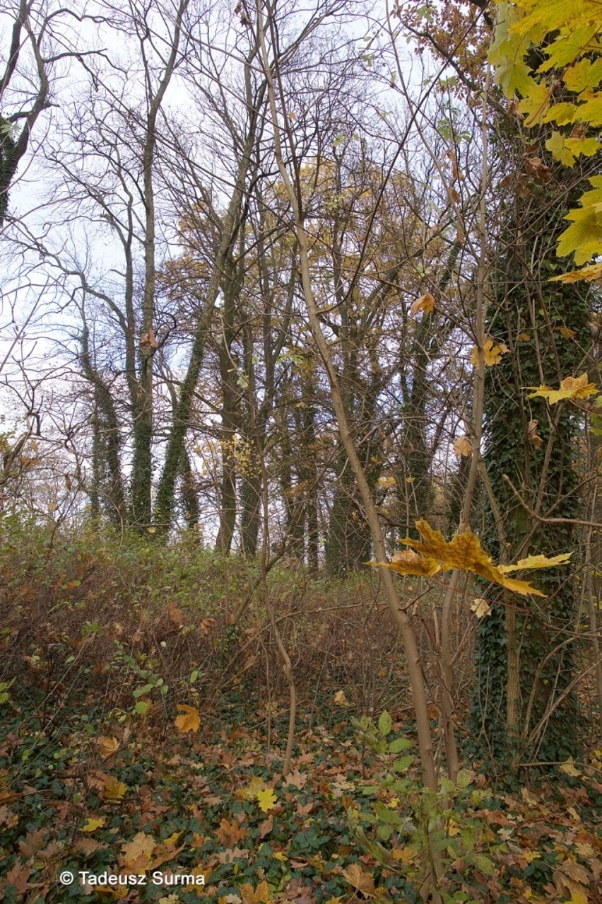 W obiektywie Tadeusza Surmy. Jesiennie w parku w Kluczewie i w jego okolicy
