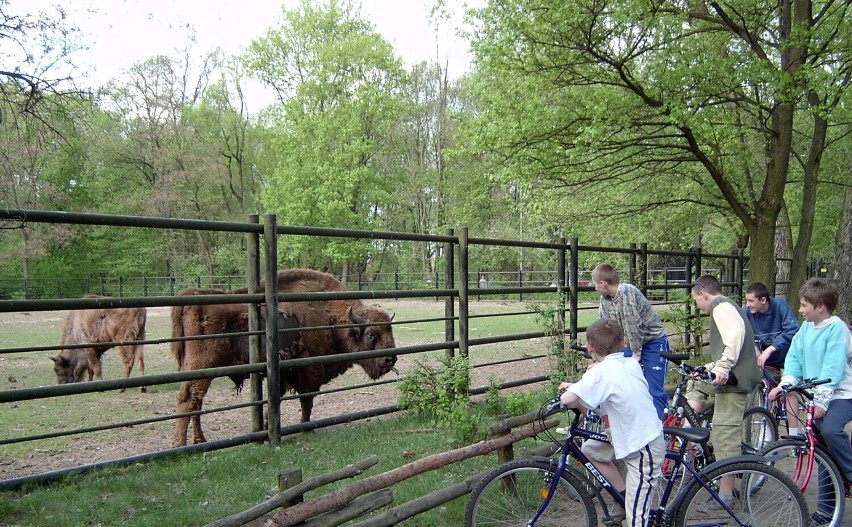 Atrakcją mini zoo były wtedy żubry