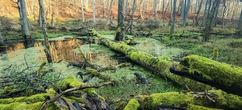 Znacie swój region? Rezerwat Diabli Skok na fenomenalnych fotografiach Jarosława Ramuckiego