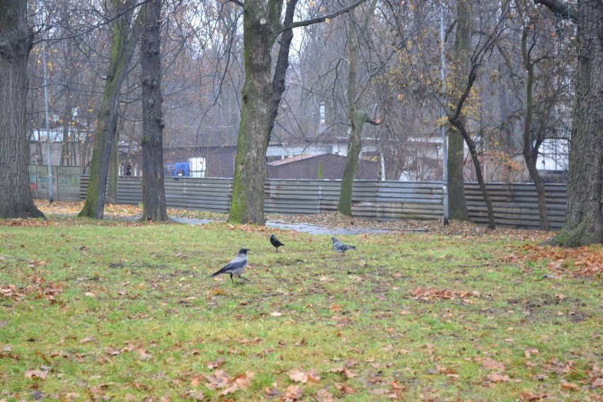 Jesienny spacer po Parku Zamkowym