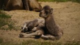 Zoo Zamość: Wielbłądy Bella i Nikodem doczekały się syna. ZDJĘCIA, VIDEO