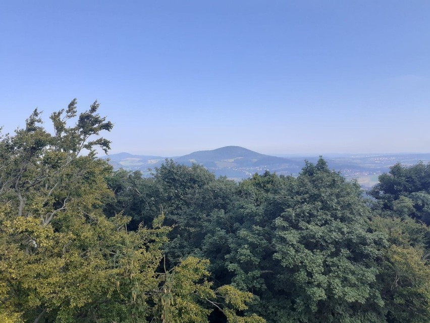 Dzikowiec piękny o każdej porze roku. Zobaczcie i wybierzcie się