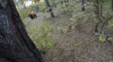 Rowerzysta wybrał się na przejażdżkę po lesie, nagle zaczął gonić go niedźwiedź [wideo]