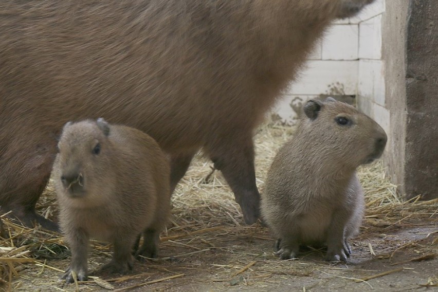 W oliwskim zoo urodziły się kapibary [ZDJĘCIA] Ojciec Bajzel, matka Ruda, a jak nazwać maluchy?