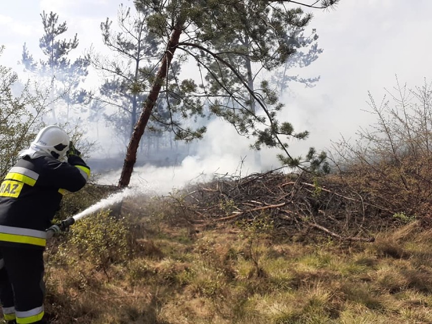 Groźny pożar lasu w Lipie. Ogień szybko się rozprzestrzeniał