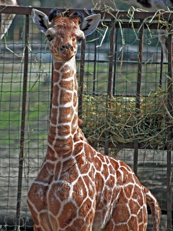 Wrocław: Żyrafa z zoo czeka na imię