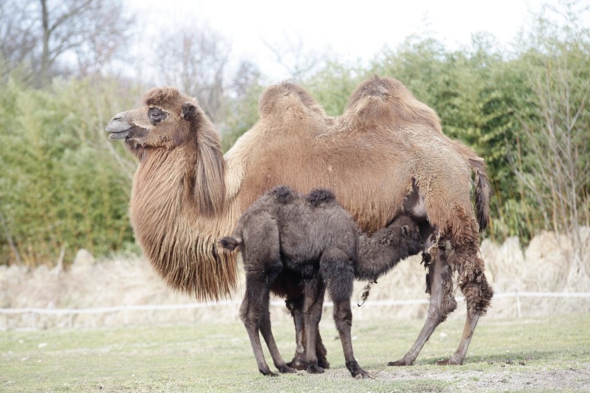 Zoo Opole - ceny, bilety, zwiedzanie