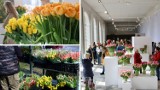 Wystawa Tulipanów 2024. Tutaj można poczuć zbliżającą się wiosnę. Ponad 100 kolorowych odmian kwiatów przyciągnęło tłumy do Wilanowa