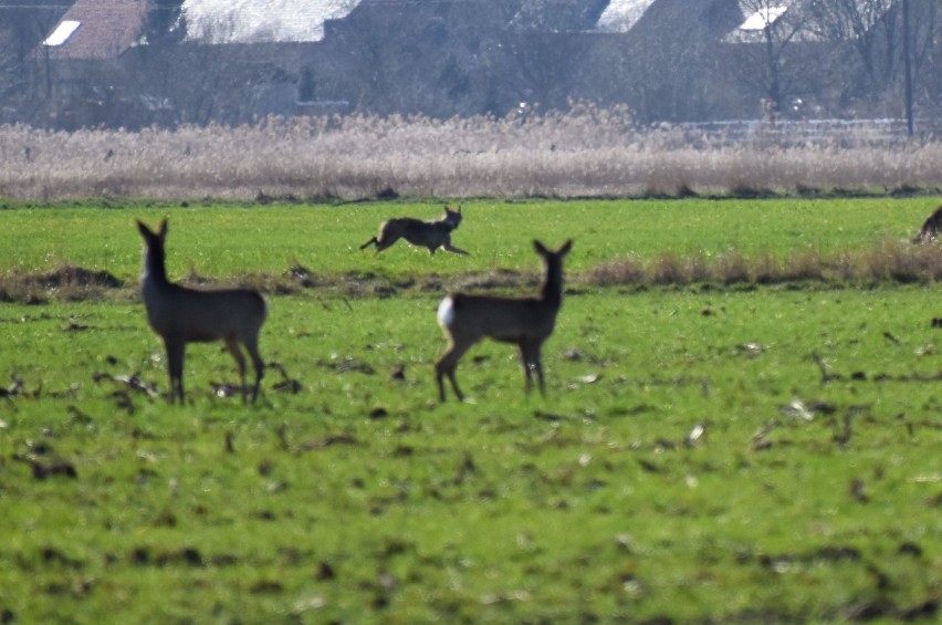 Fotografie z nieudanego polowania wilków na sarny, pani...