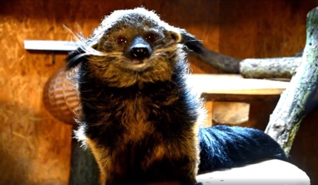 Binturong to gatunek drapieżnego ssaka, zamieszkujący gęste lasy Azji. Do Poznania dwie młode samice przyjechały z berlińskiego zoo.