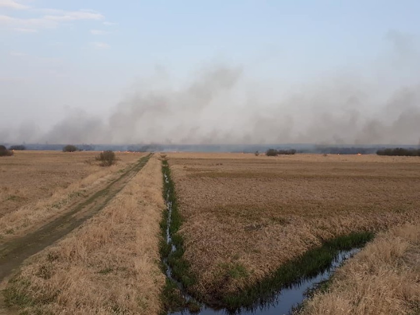 Wielki pożar łąk koło Lipiej Góry. Spłonęło kilkadziesiąt hektarów obszaru "Natura 2000" 