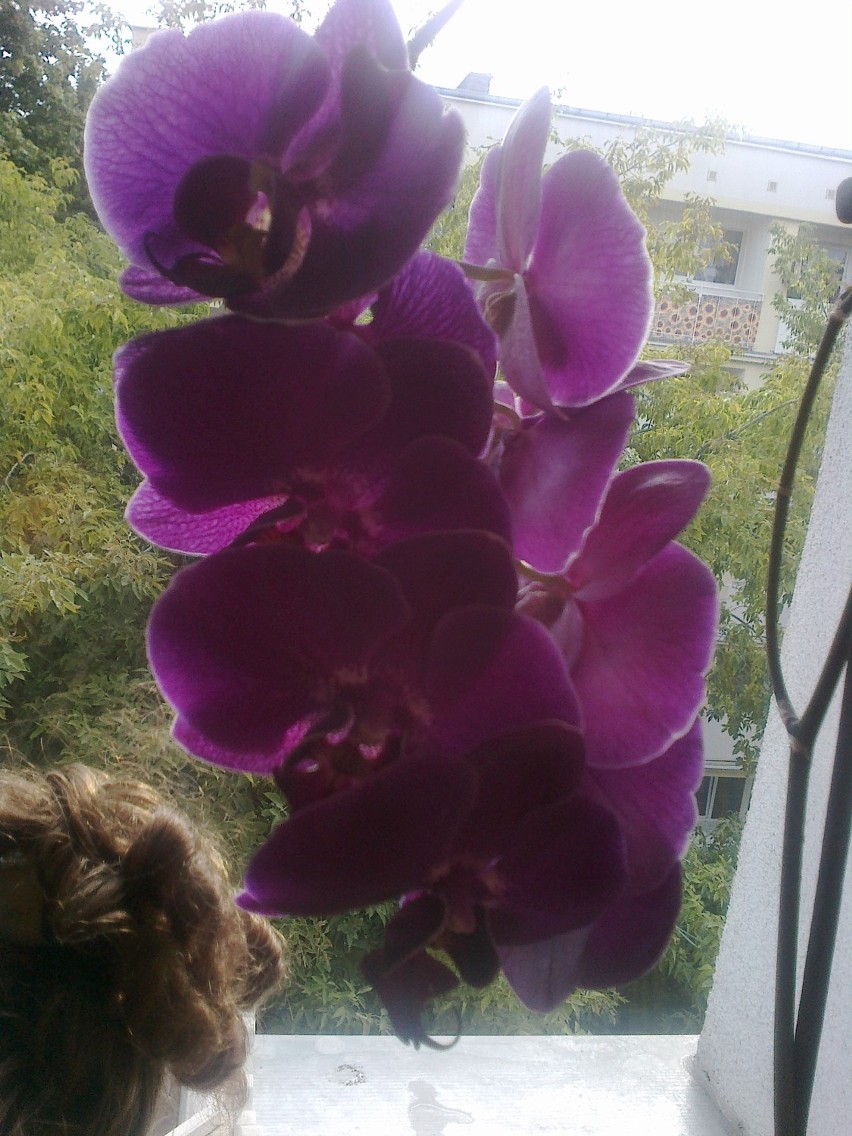 Orchidee czyli storczyk .