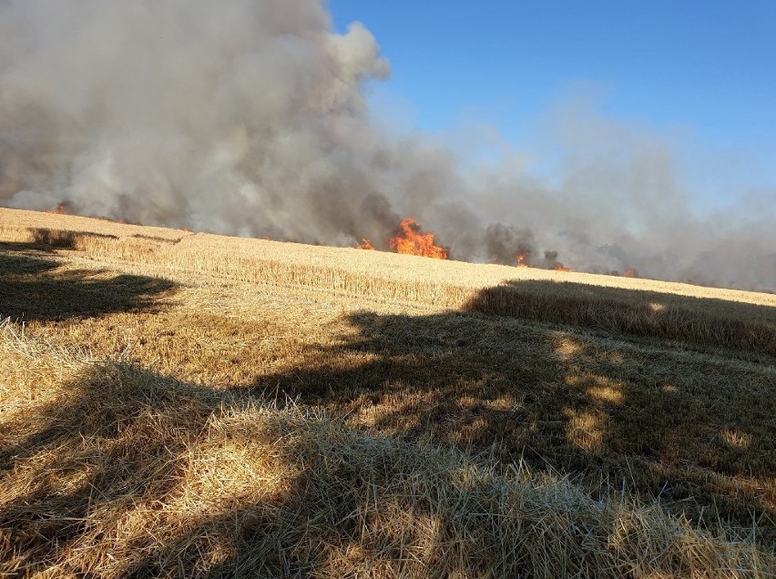 Wielki pożar zboża i lasu w Bełczu Górnym. W jego gaszeniu pomogli Ukraińcy [ZDJĘCIA]